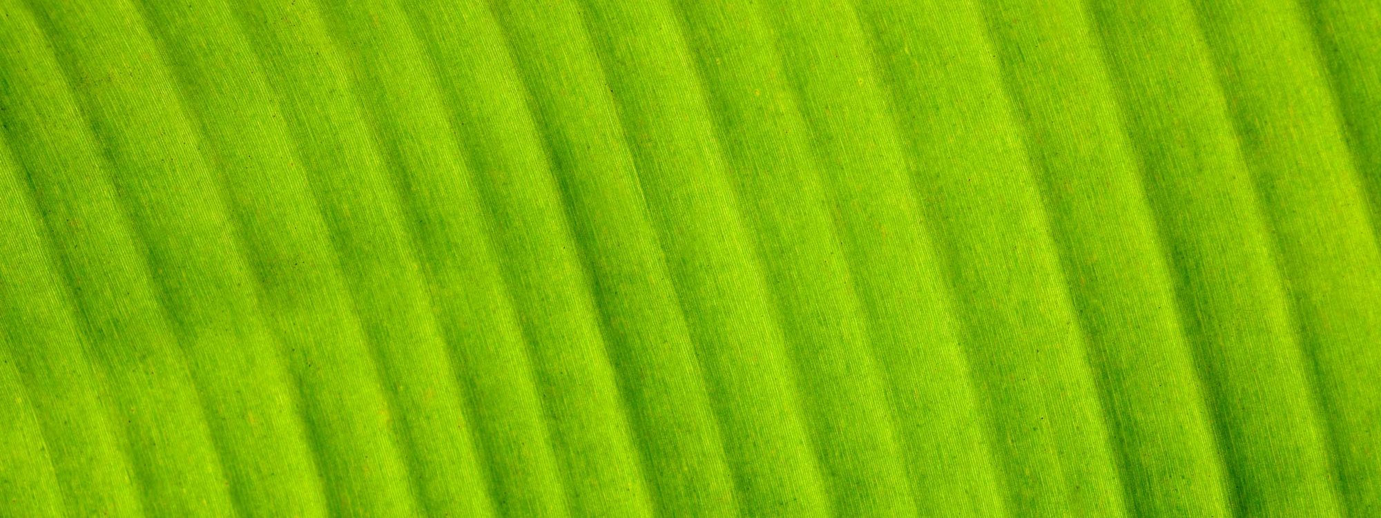 textura-vegetal-1