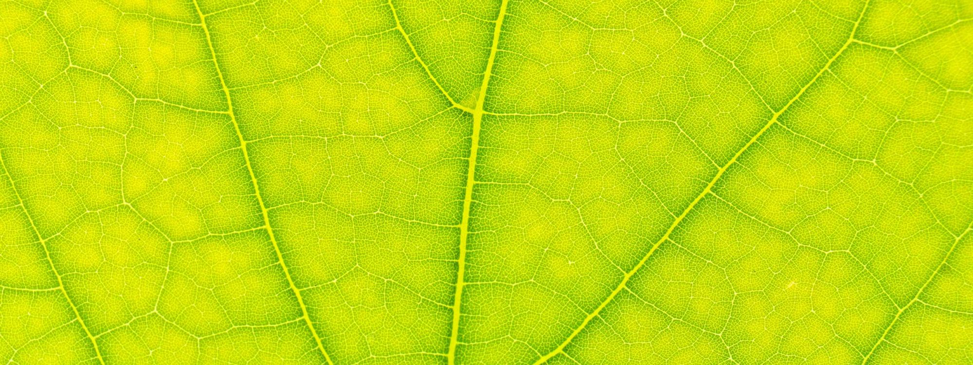 textura-vegetal-2