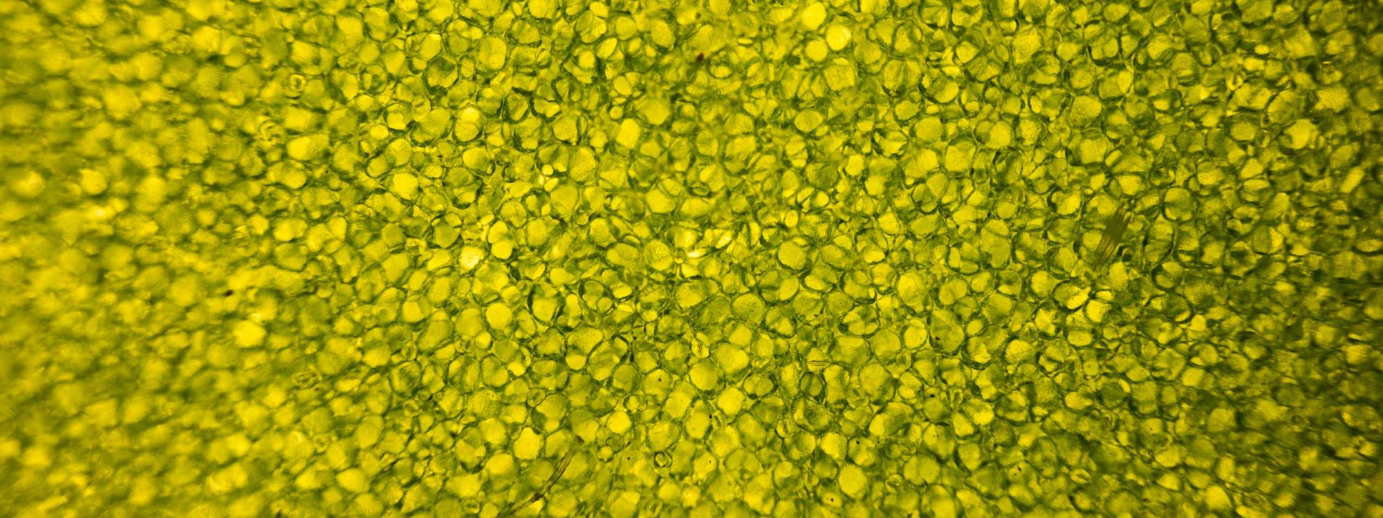 textura-vegetal-3